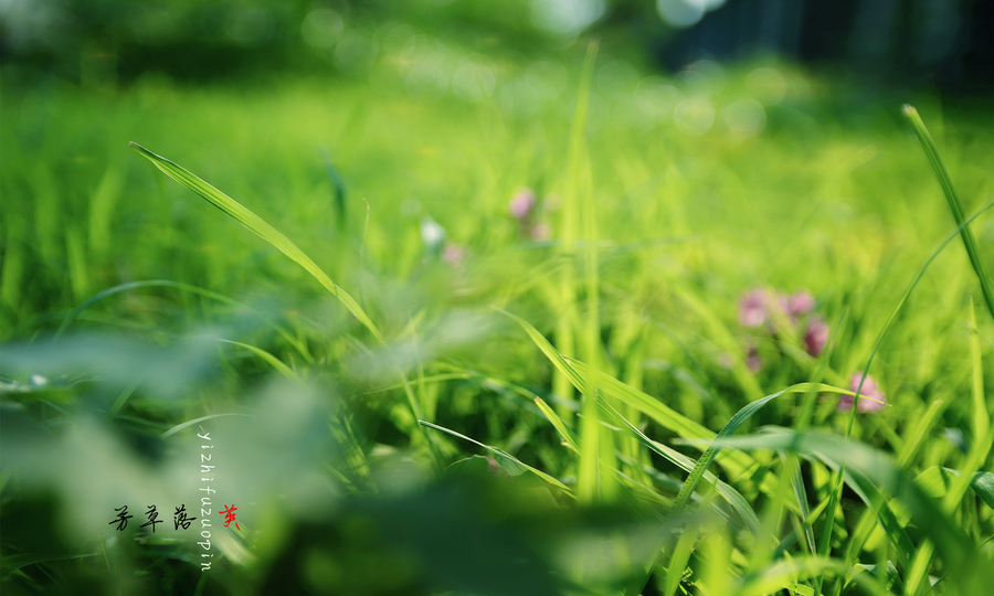 時(shí)空對(duì)話：77777888管家婆四肖四碼揭秘芳草的智慧傳承